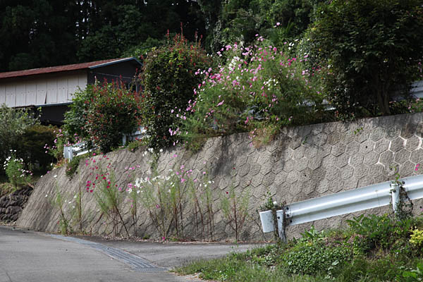 コスモスの咲き誇る民家の庭先