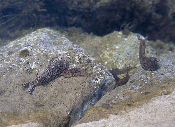 ウミウシ