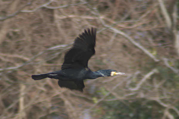 カワウ