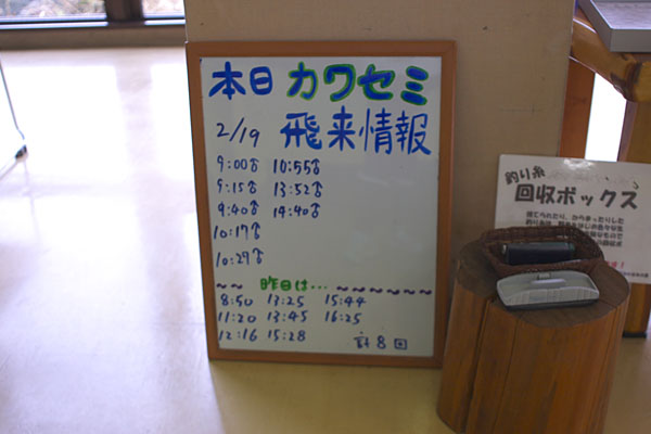 カワセミ飛来情報