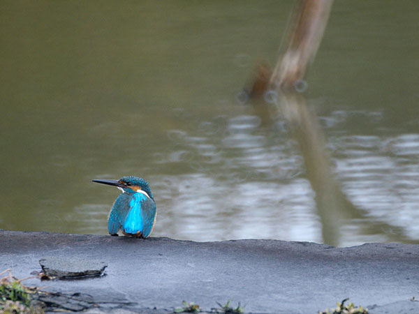 カワセミ