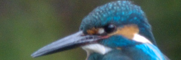 カワセミ