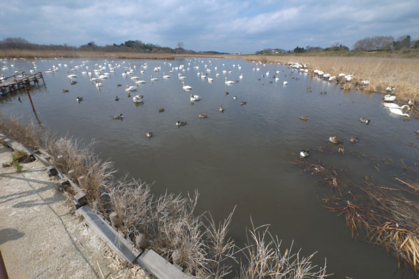 水鳥をテスト撮影してみる