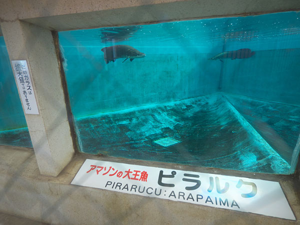 白池地獄のピラルク