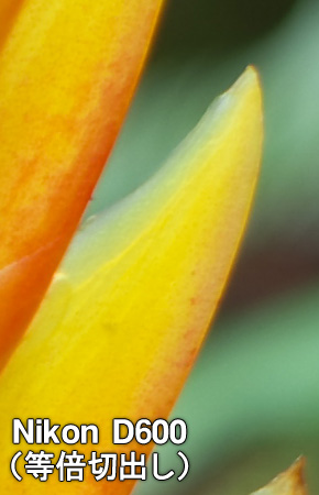 Nikon D600(等倍切出し)