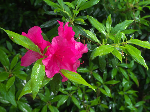 雨のツツジ