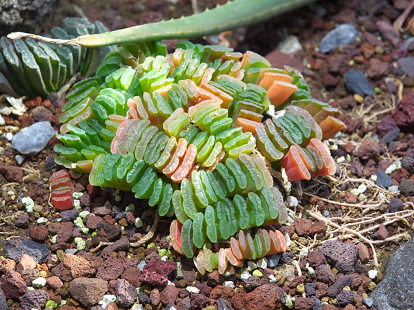 多肉植物「玉扇」