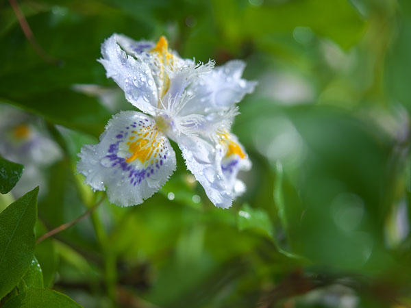 雨のシャガ