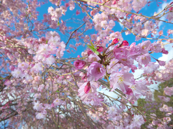 しだれ桜