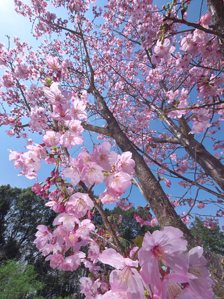 陽光桜