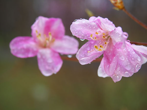 雨のアカヤシオ