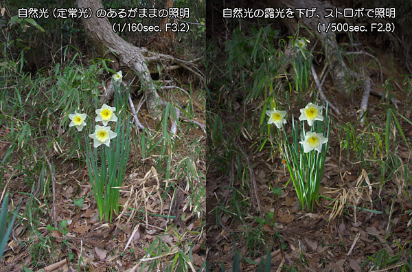 ストロボの有り無し比較