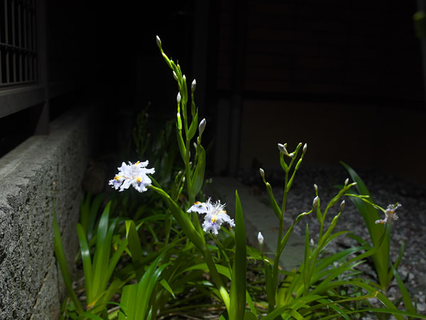 単純にストロボ光を真上から当てただけ