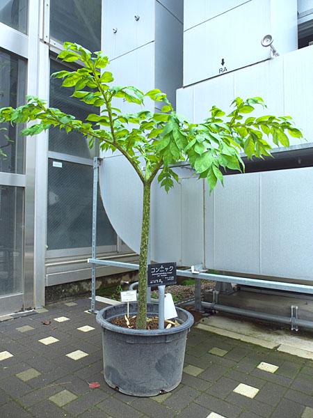 通常のコンニャクの枝葉