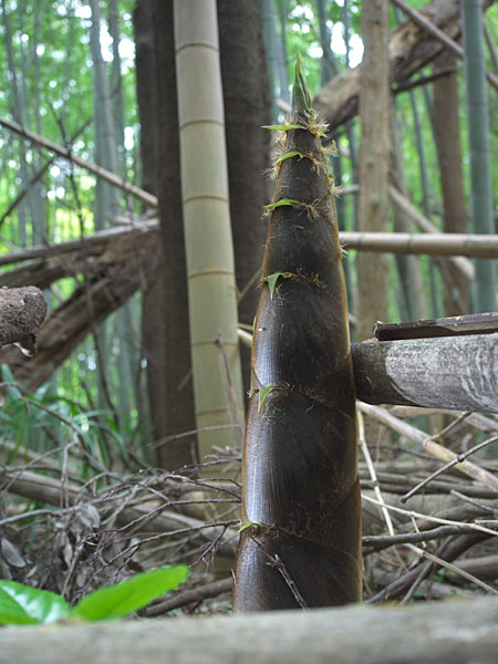 ちなみに本物のタケノコはこれ
