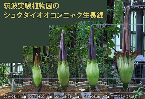 筑波実験植物園のショクダイオオコンニャク生長録