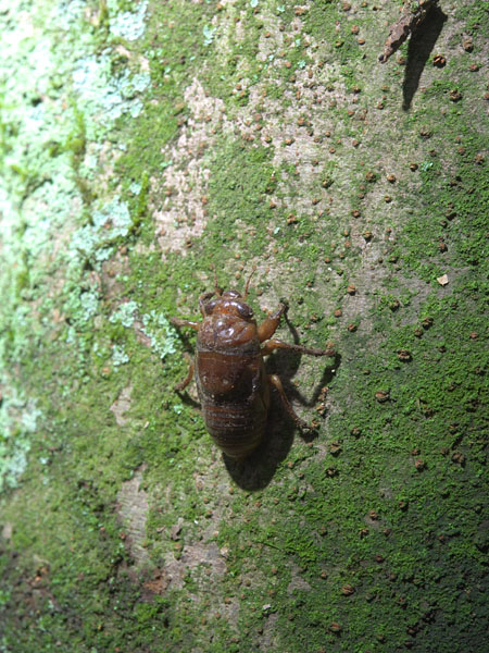 セミの幼虫