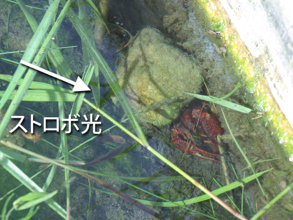 ライティングの状況