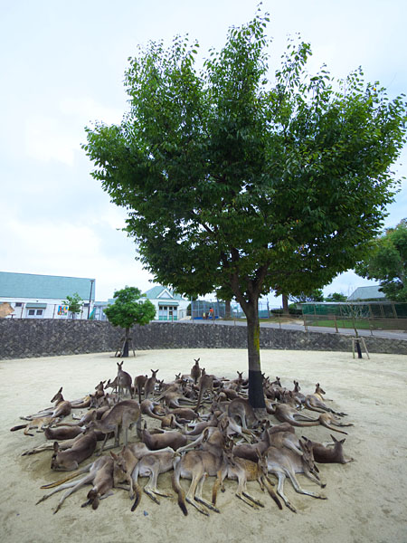 日陰に集まって寝ているカンガルー