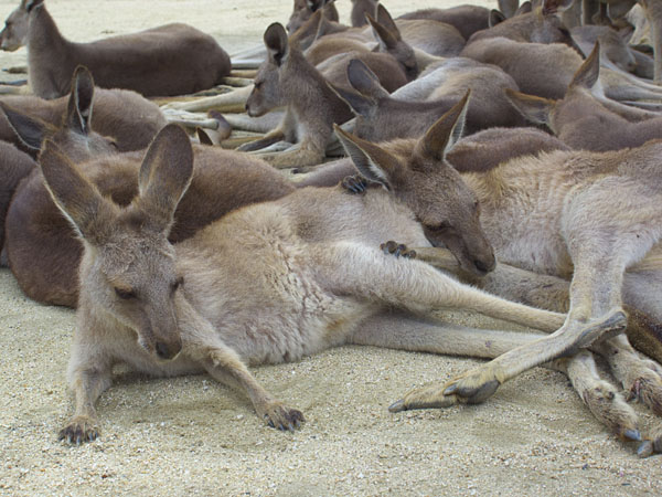 尻を枕にして寝ているカンガルー