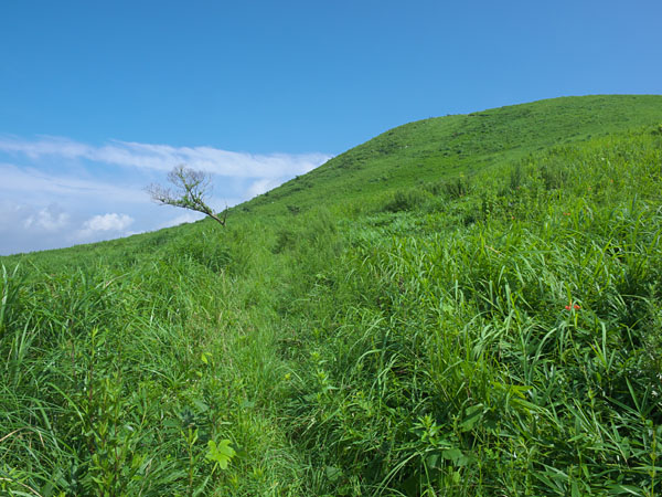 草深い山の斜面
