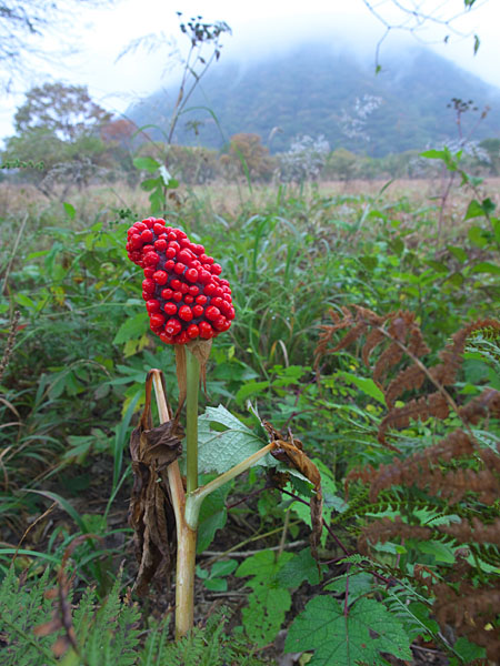 榛名山とマムシグサの実
