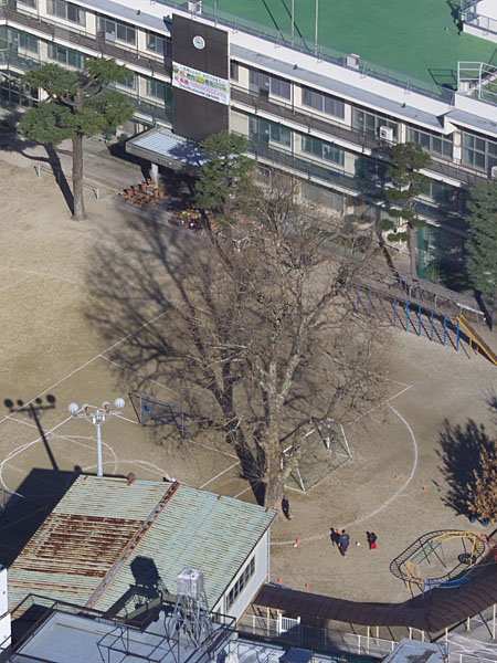 木の枝や電線は地面から離れるほど影がボケる