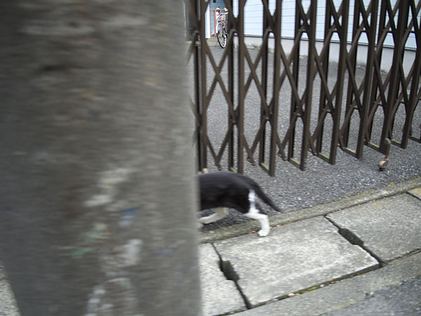 低振動モードのために逃した猫