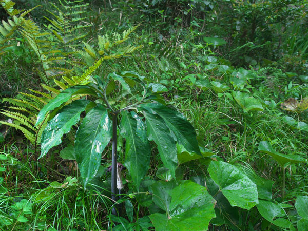コンニャク系の植物か?