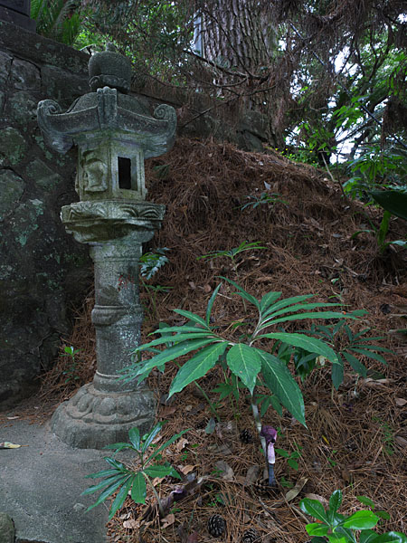神社のウラシマソウ