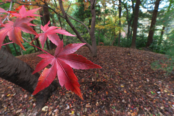 紅葉